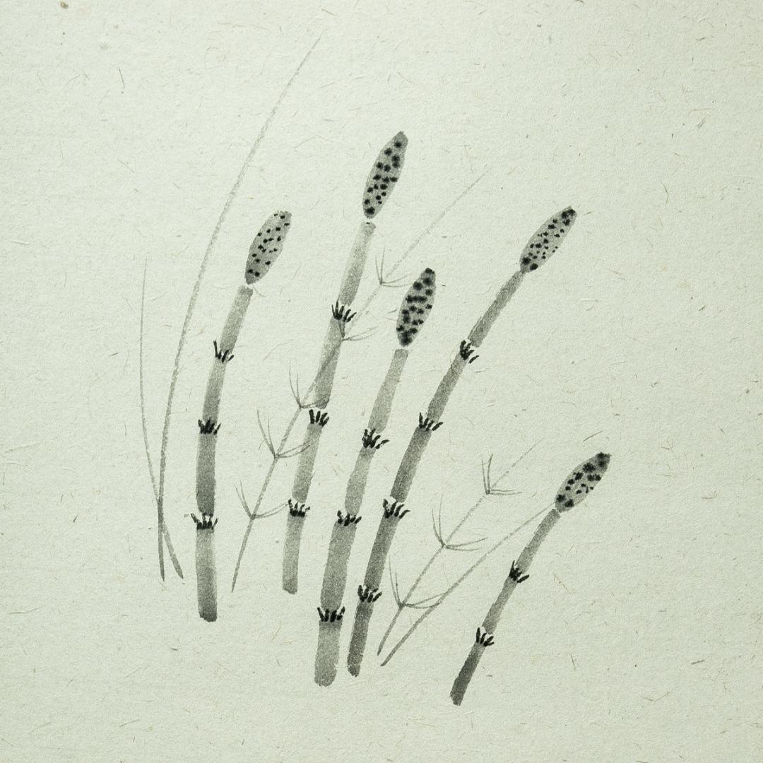 掛軸-1718　大徳寺派　矢野海渕　土筆画賛　「春色満四澤」　共箱