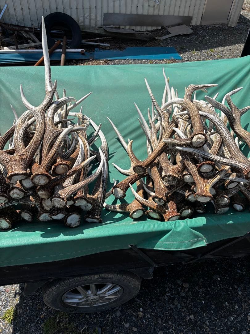 蝦夷鹿の角 自然乾燥済み 多数　48本