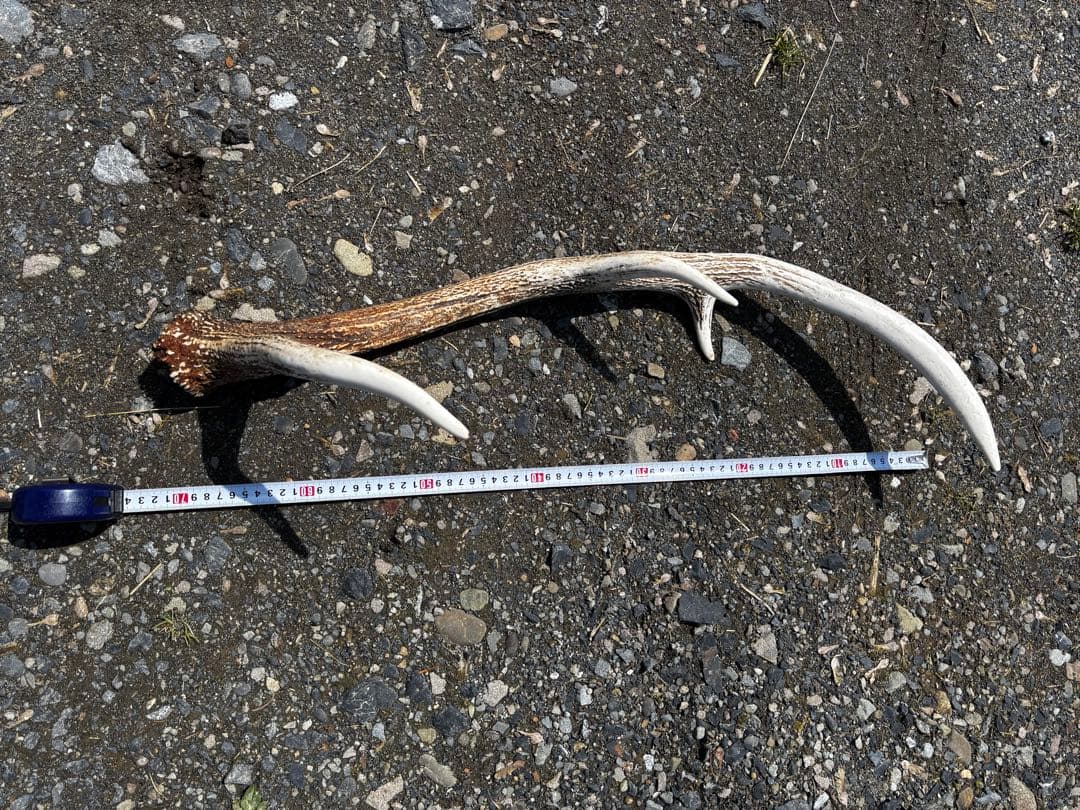 蝦夷鹿の角 自然乾燥済み 多数　48本