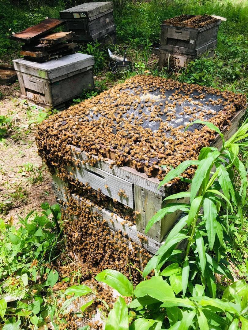 リピーター多数　国産百花蜜 梅酒瓶入り　おまけの蜜蝋付　生産者価格で大放出