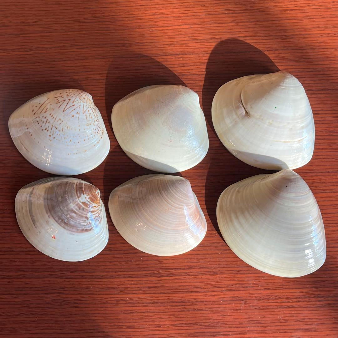 蛤香合 銘々皿 貝合わせ 松竹梅図 佳 6点セット