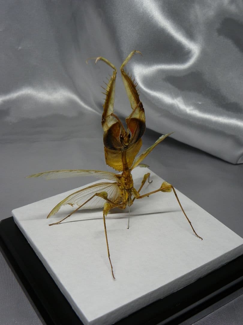 ニセハナマオウカマキリ ♂ 立体標本