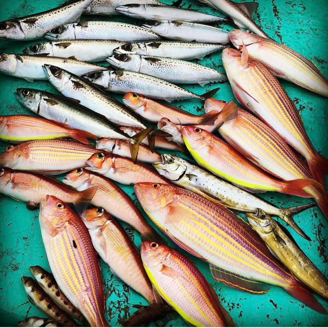 甘鯛延縄　新品