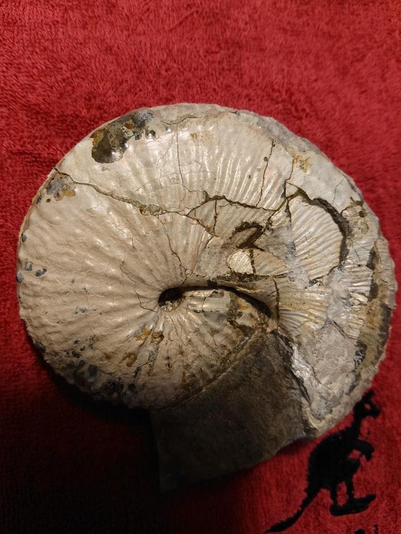 discoscuphites アンモナイト 虹色　化石 原石 鑑賞石 自然石