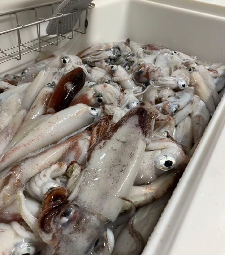 送料込み　美品　メジャークラフト　イカメタル　SKR-B732NS/T くコ:彡