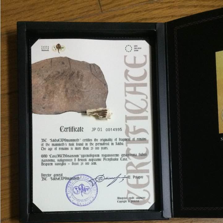 ☆マンモスの牙の化石☆