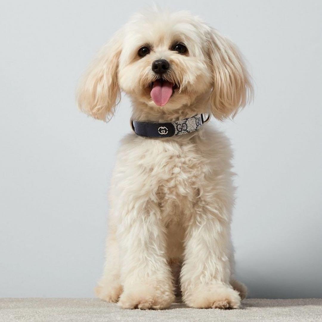 新品 GUCCI グッチ エクストラスモール ペット 首輪 S ベージュブルー