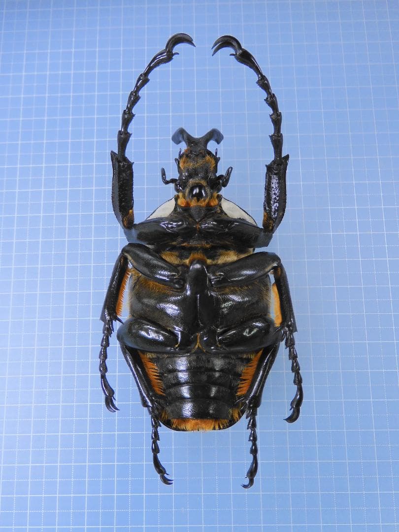 超特大　コンゴ産　シラフオオツノハナムグリ　99mm