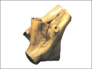 【稀少レア１点物】巨木★巨大樹木★自然派ナチュラル系、生け花【展示品★送料別】