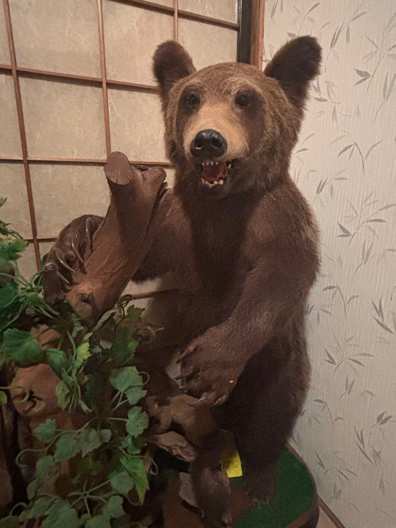 クマの剥製（約110cm）