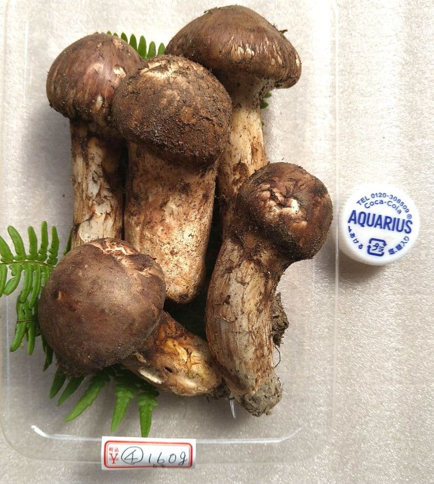 南信州産松茸160g（パック込み）