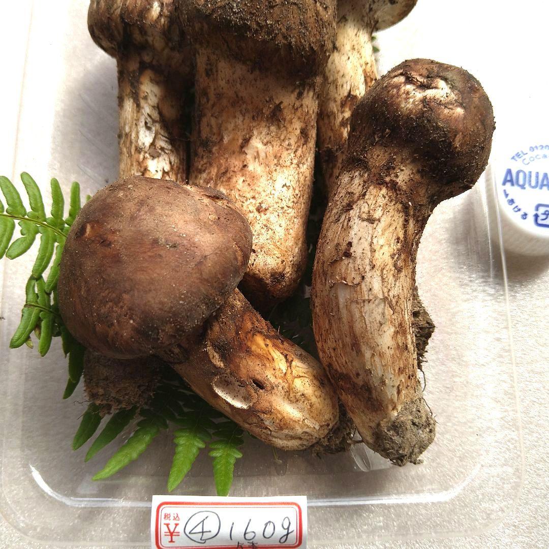 南信州産松茸160g（パック込み）