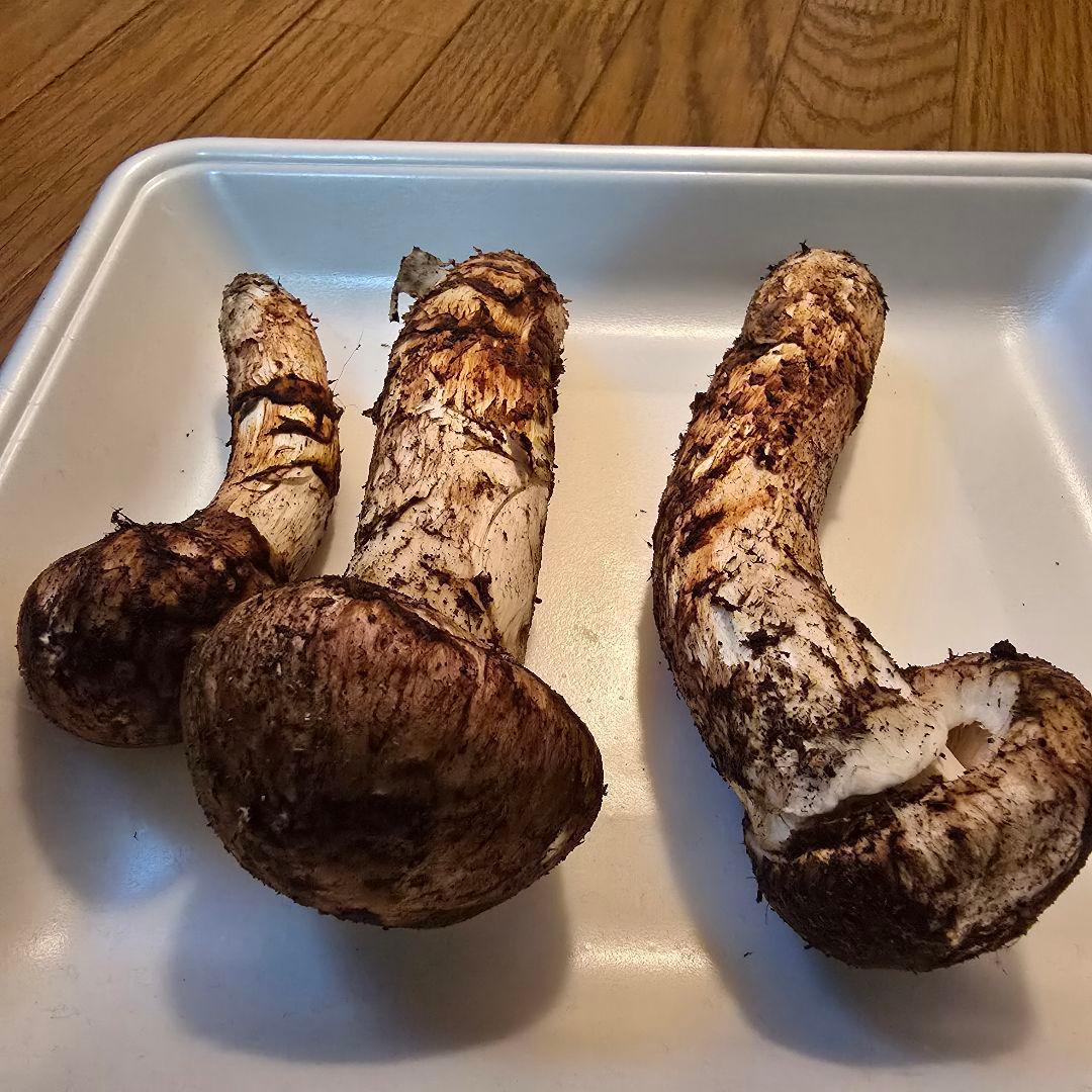 ③岩手県沿岸産 松茸 【蕾】147ｇ 送料無料‼️