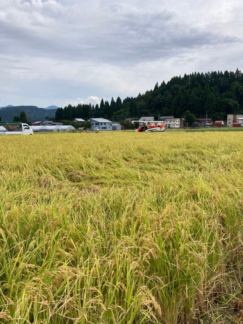 令和7年魚沼産コシヒカリ精米10kg