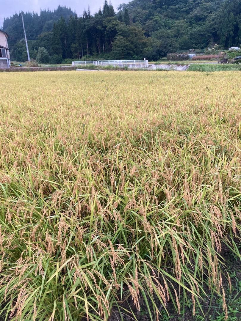 令和7年魚沼産コシヒカリ精米10kg