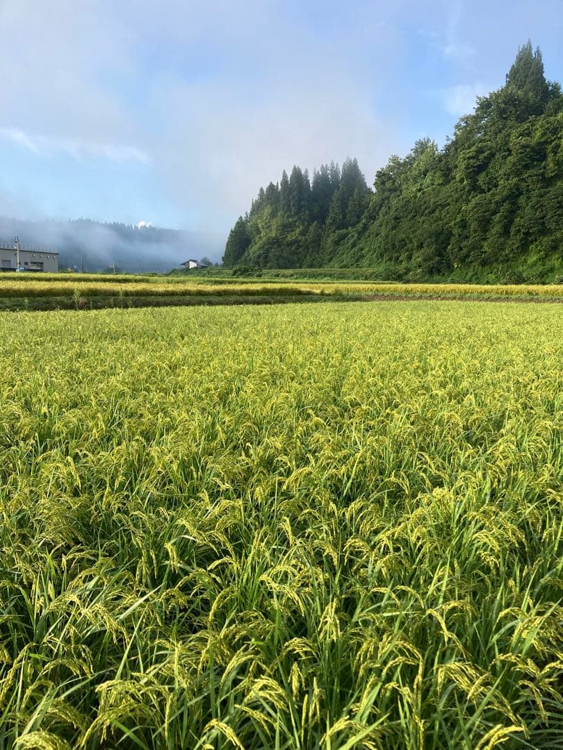 令和7年魚沼産コシヒカリ精米10kg