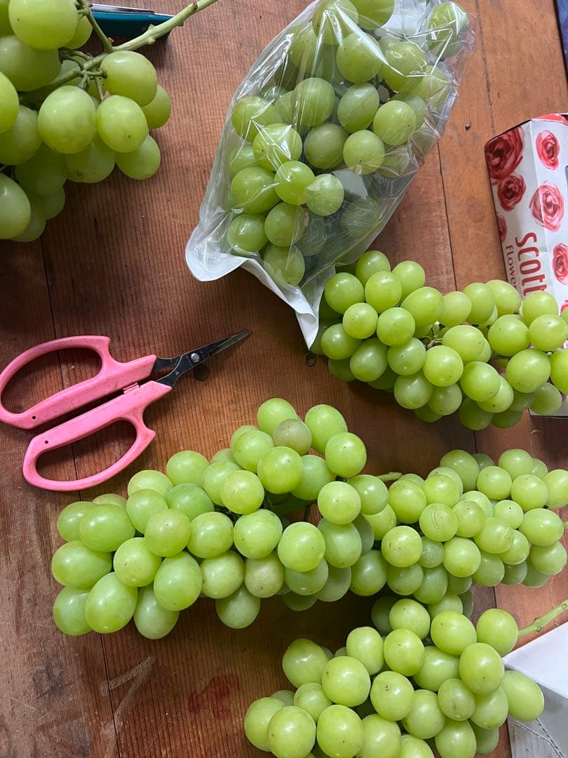 【9/18発送】4kg箱 山形県産 朝採れ シャインマスカット 袋入り