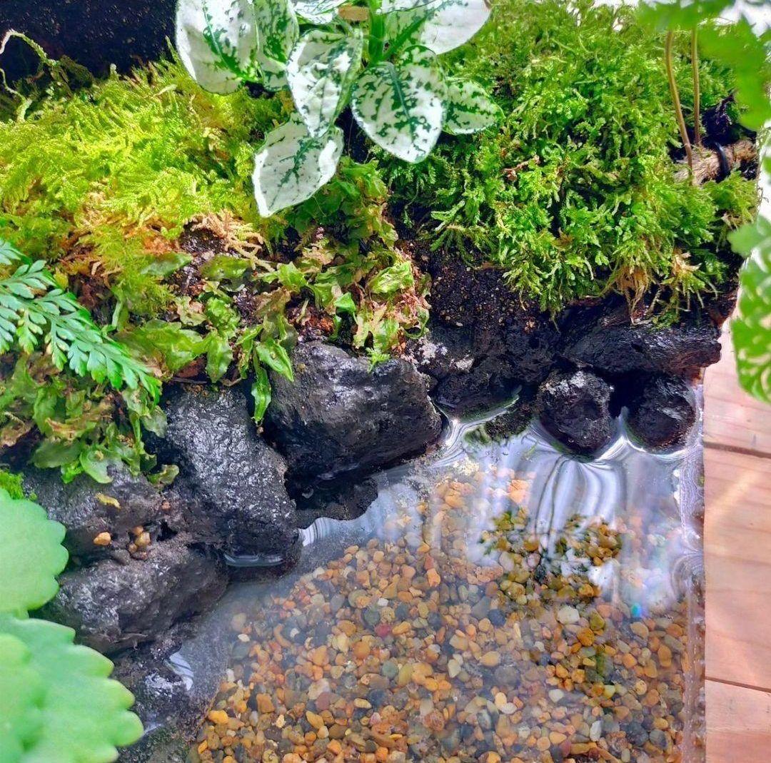 隠れ家つき自然の中の飼育箱、ケースの中の苔テラリウム