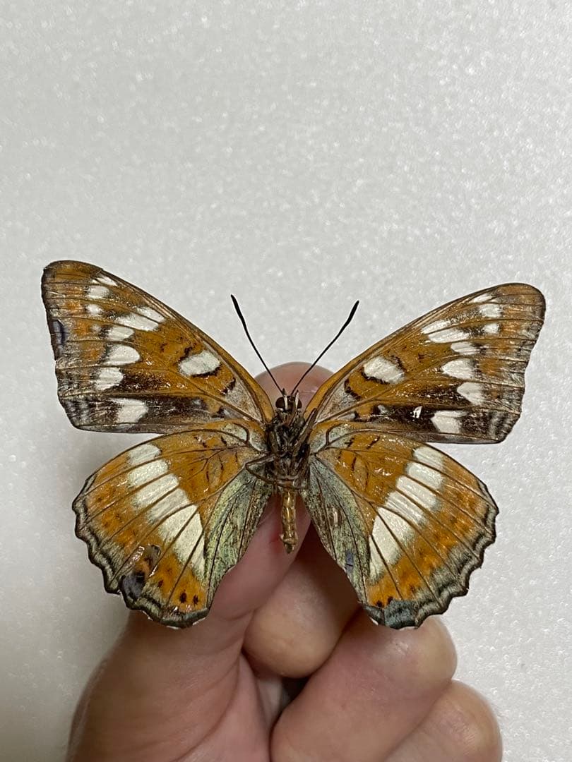 【赤斑発達型】オオイチモンジ（メス、フランス産）