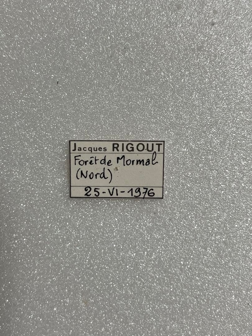 【赤斑発達型】オオイチモンジ（メス、フランス産）