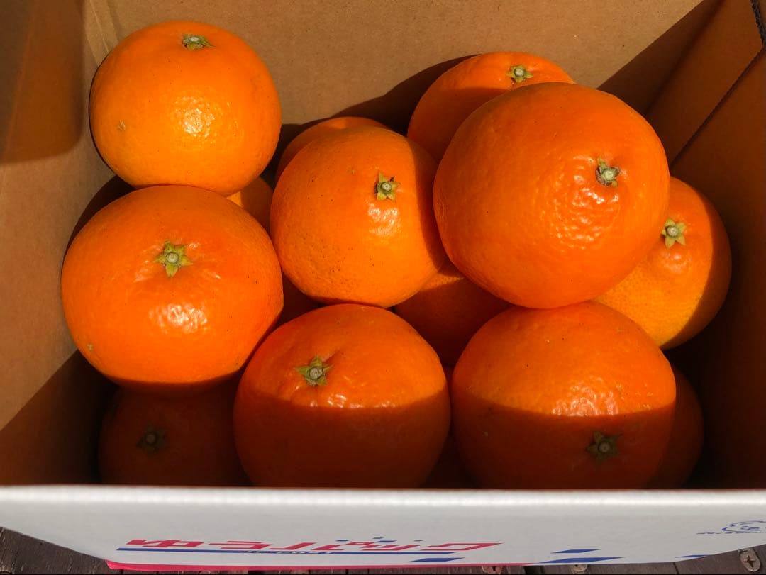 ⑩【家庭用】紅マドンナ　同品種　愛果28号　10kg