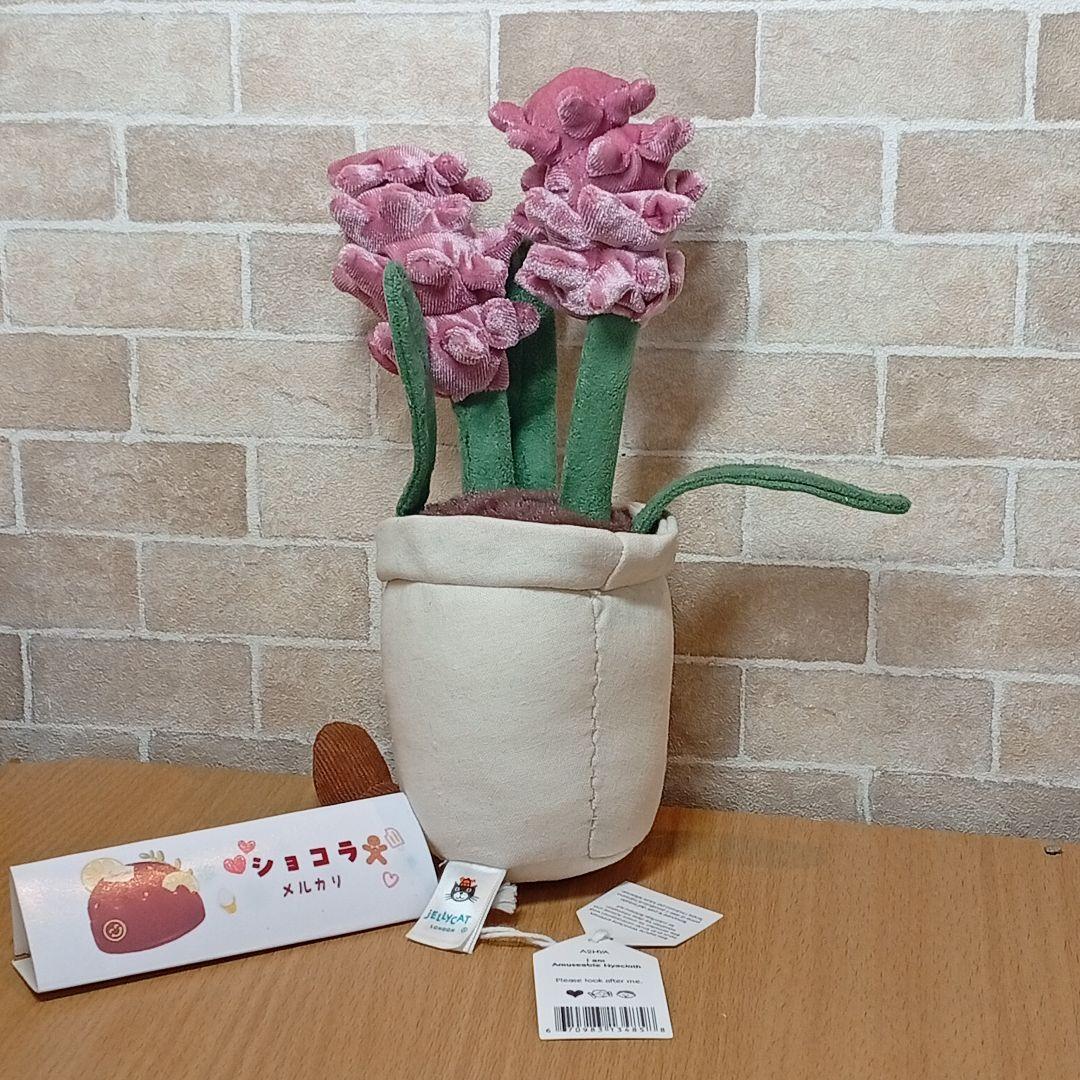  Hyacinth ジェリーキャット　ヒヤシンス お花　花植木鉢