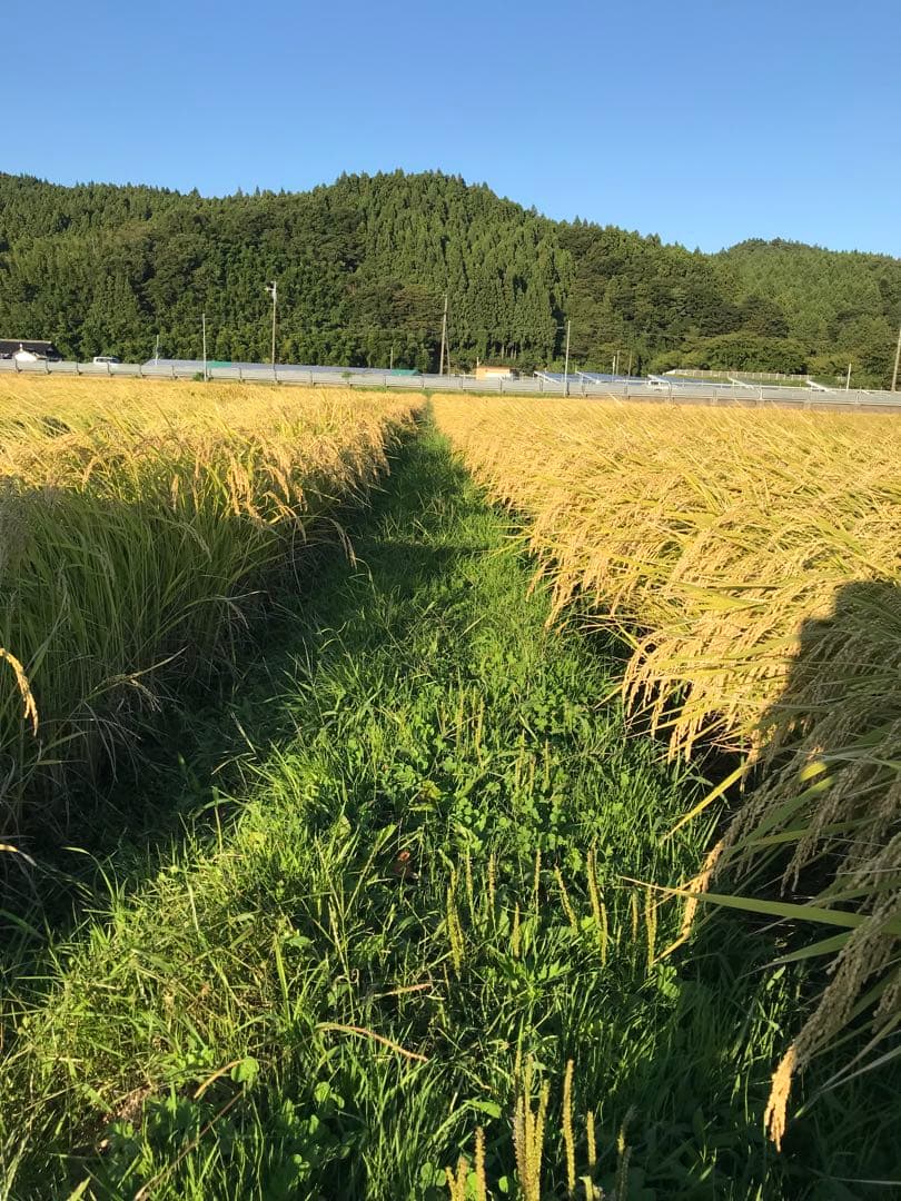 山形県産 はえぬき玄米 30kg 送料無料