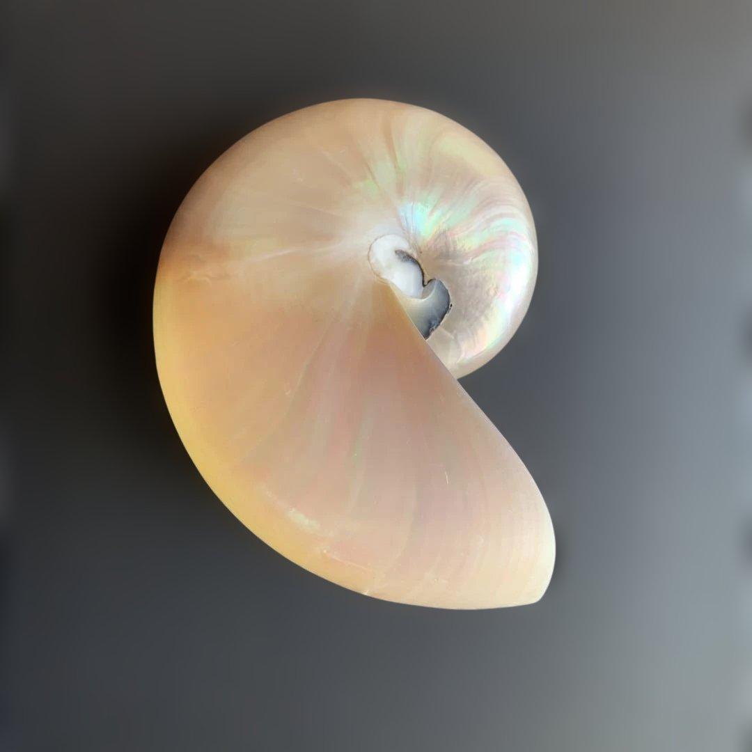 値下げ中！虹色光沢の螺旋貝殻