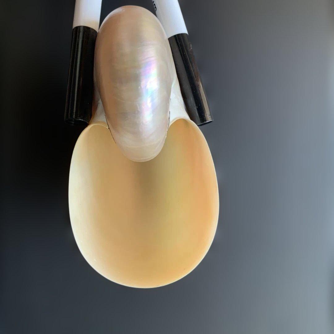 値下げ中！虹色光沢の螺旋貝殻