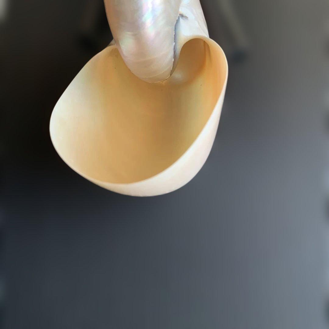 値下げ中！虹色光沢の螺旋貝殻