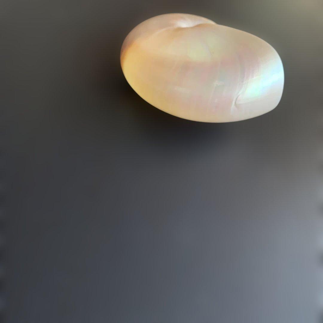 値下げ中！虹色光沢の螺旋貝殻