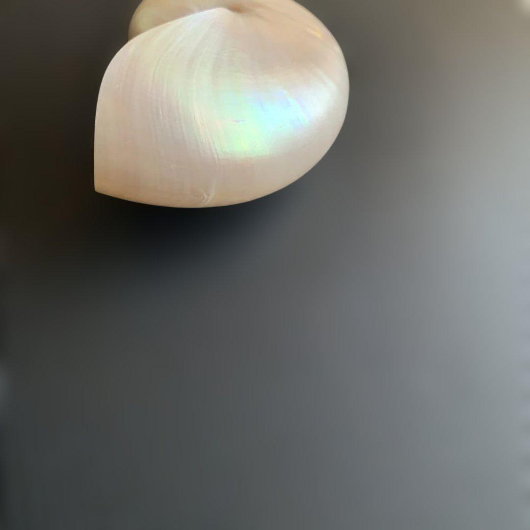 値下げ中！虹色光沢の螺旋貝殻