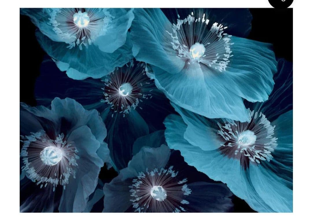 Yellow Korner　Fleurs De Pavot　60×80