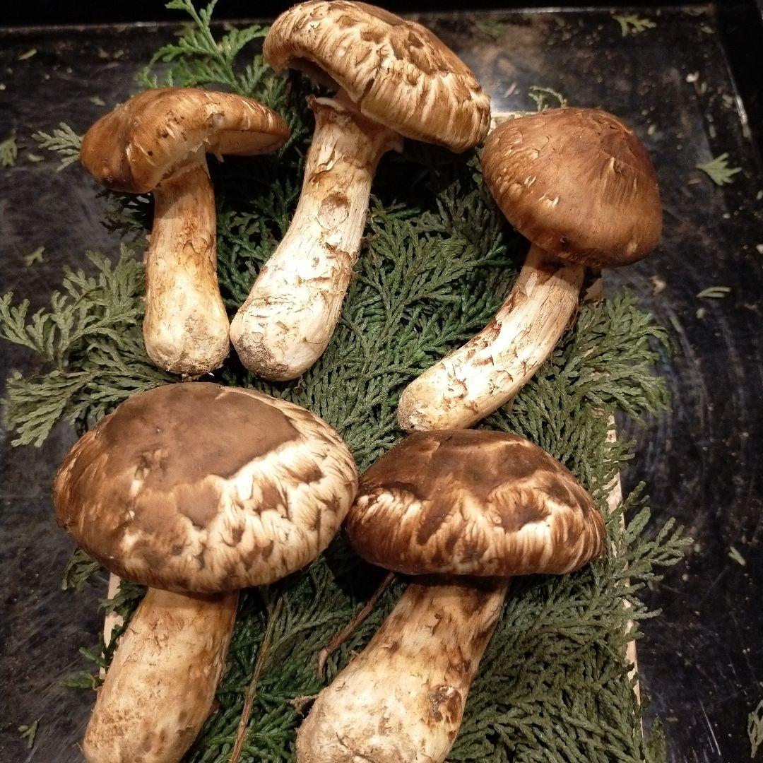 【本日ラスト】信州産　松茸　長野県　クール便　200g