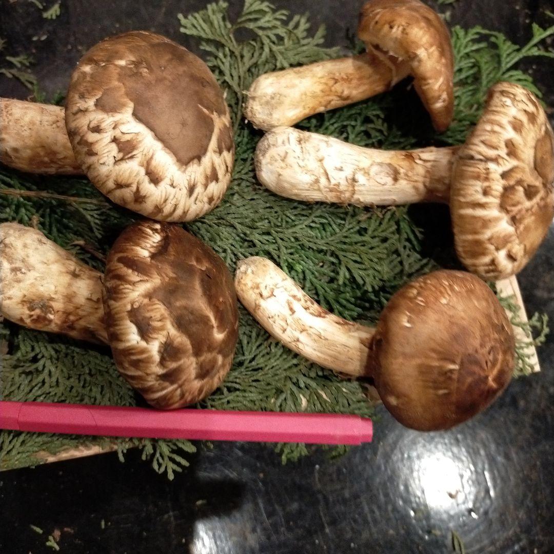 【本日ラスト】信州産　松茸　長野県　クール便　200g