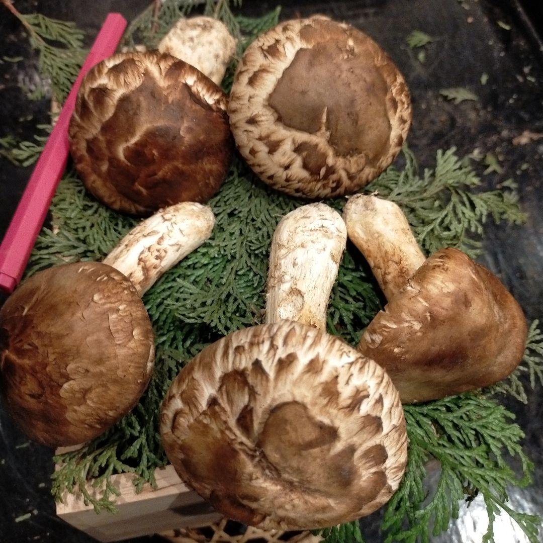 【本日ラスト】信州産　松茸　長野県　クール便　200g