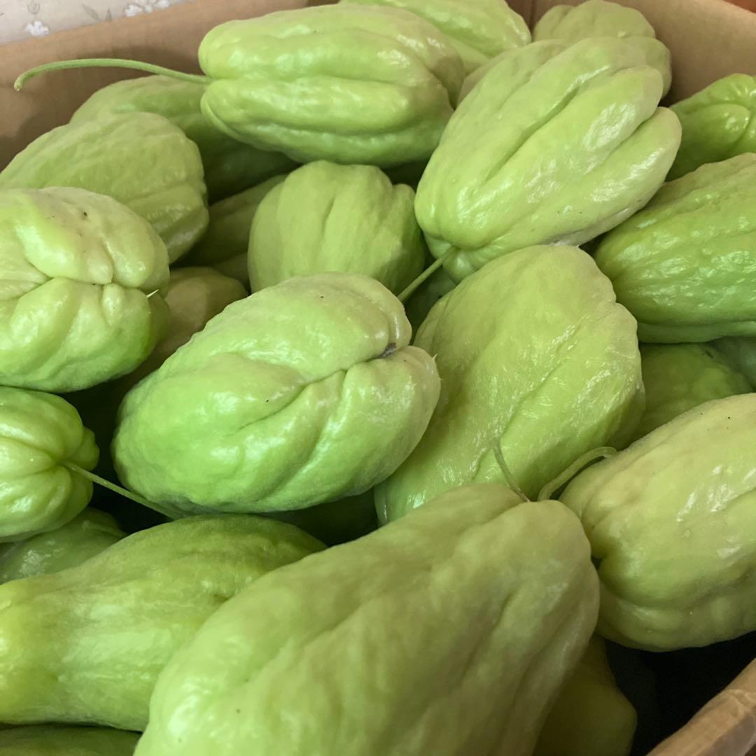 ハヤトウリ　23キロ