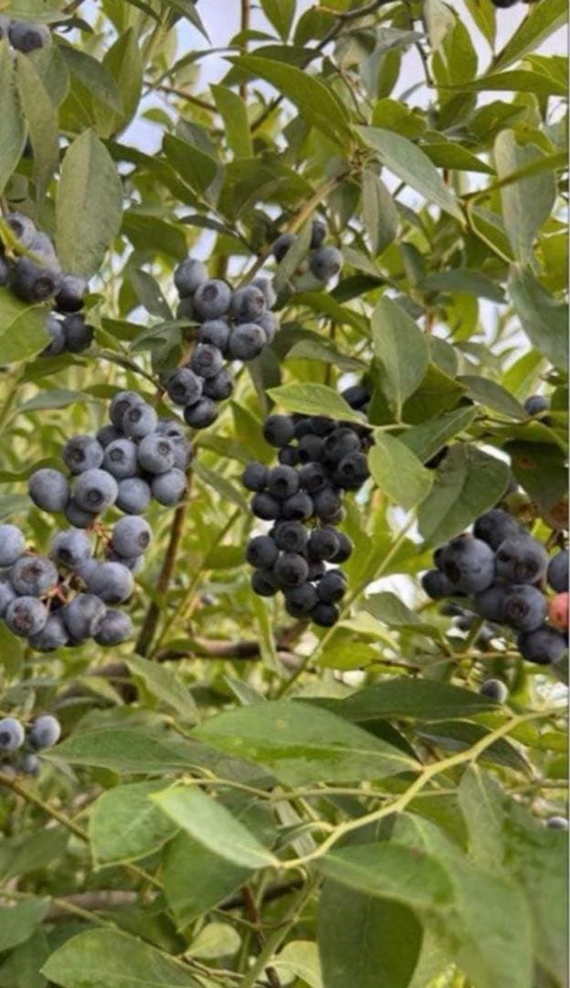 ハニー農園　冷凍ブルーベリー　　３キロ