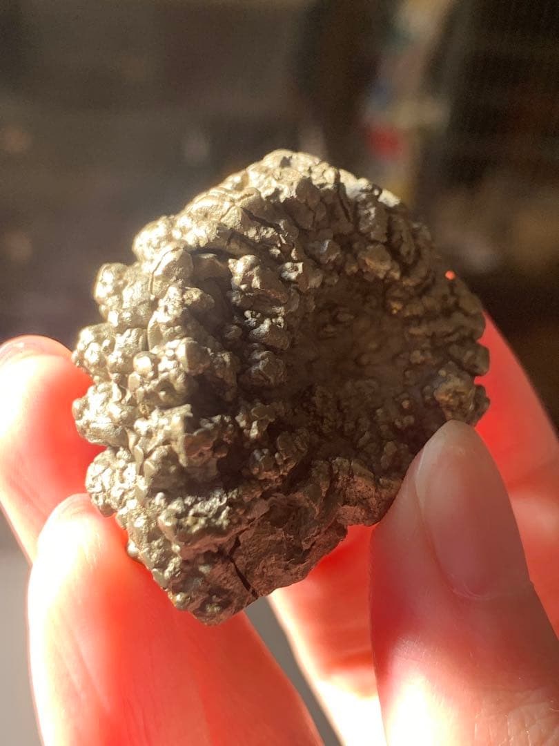 アンモナイト　パイライト　化石　黄鉄鉱　アンモライト　恐竜　爪　歯　牙　三葉虫