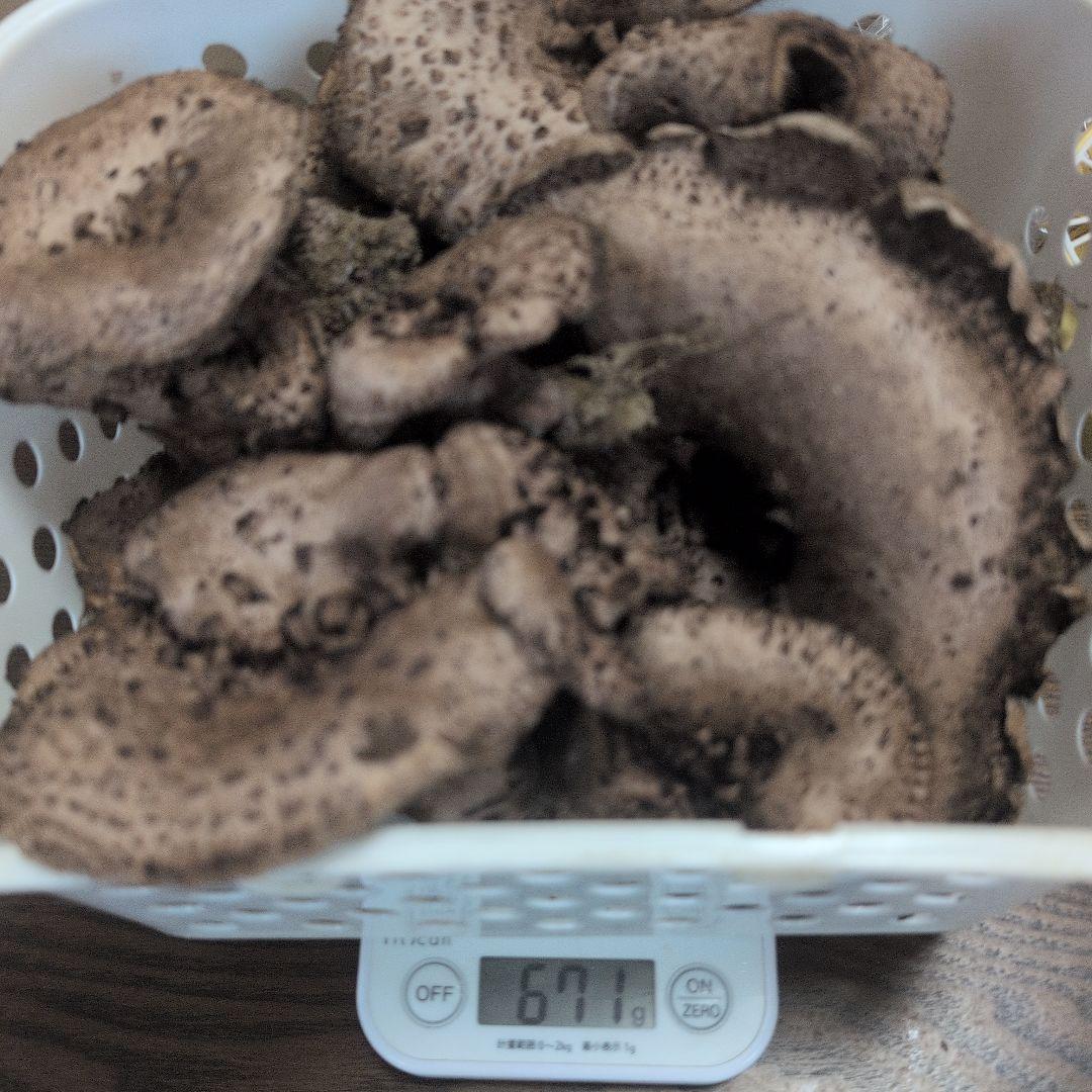 天然きのこ 2517