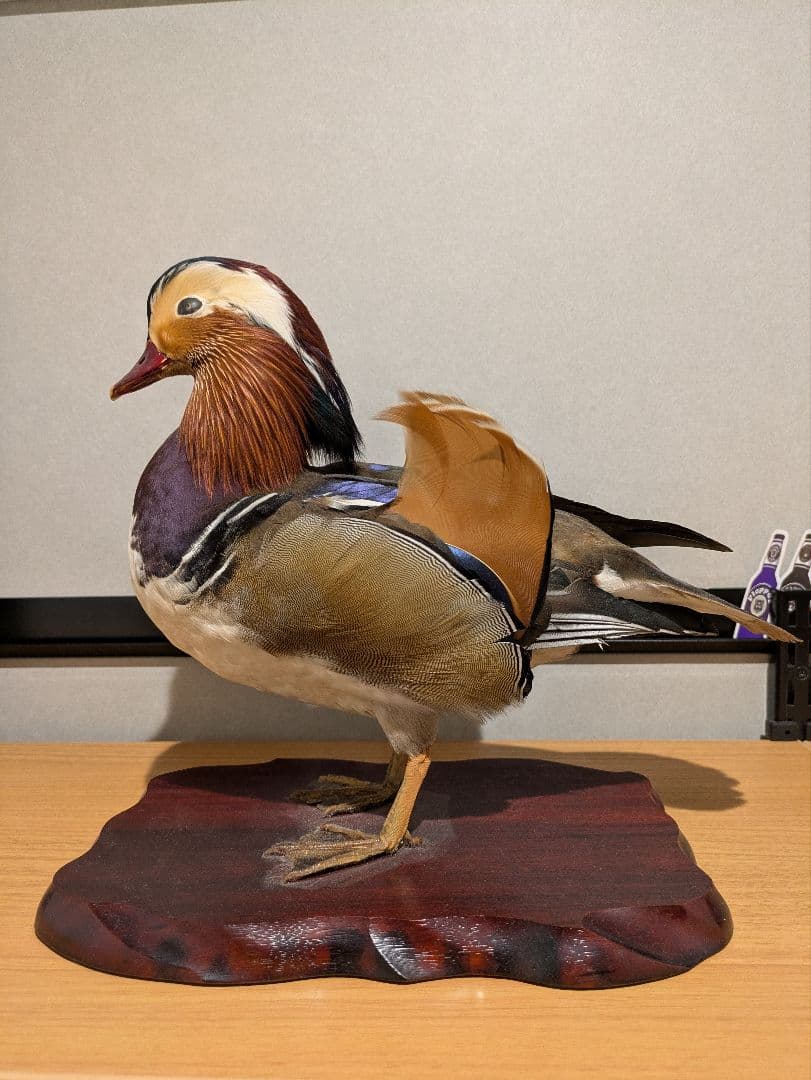 オシドリの剥製 木製台座付き