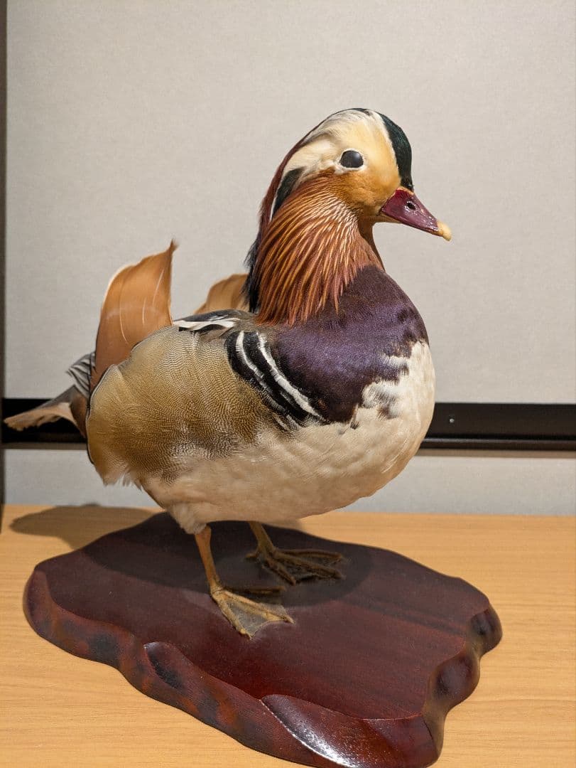 オシドリの剥製 木製台座付き