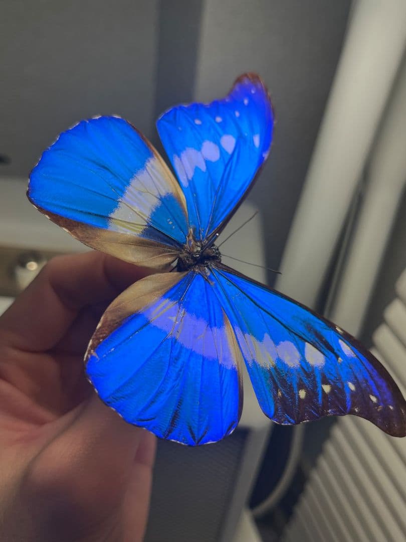 ヘレナモルフォ レテノールモルフォ蝶 蛾モルフォチョウMorpho昆虫標本