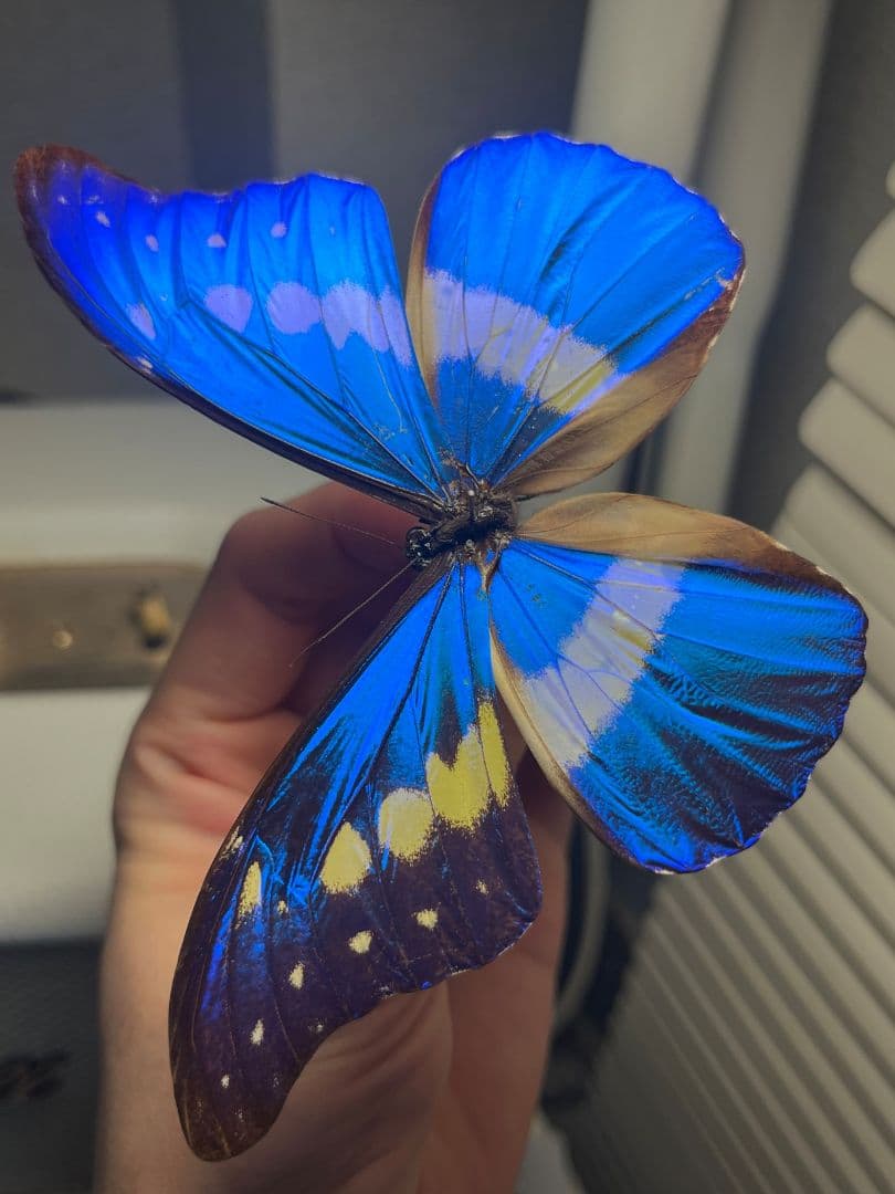 ヘレナモルフォ レテノールモルフォ蝶 蛾モルフォチョウMorpho昆虫標本