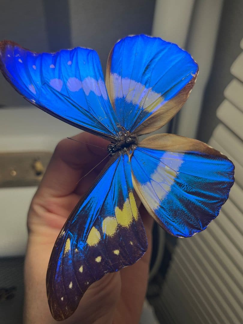 ヘレナモルフォ レテノールモルフォ蝶 蛾モルフォチョウMorpho昆虫標本