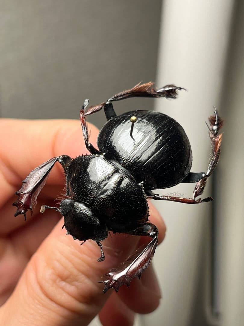 【属内最大種】Pachysoma アカアシタマオシハネナシコガネ　フンチュウ標本