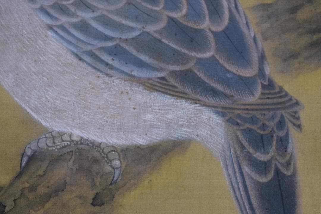 【模写】土田麦僊/梅花鳩之図/掛軸☆宝船☆X-632