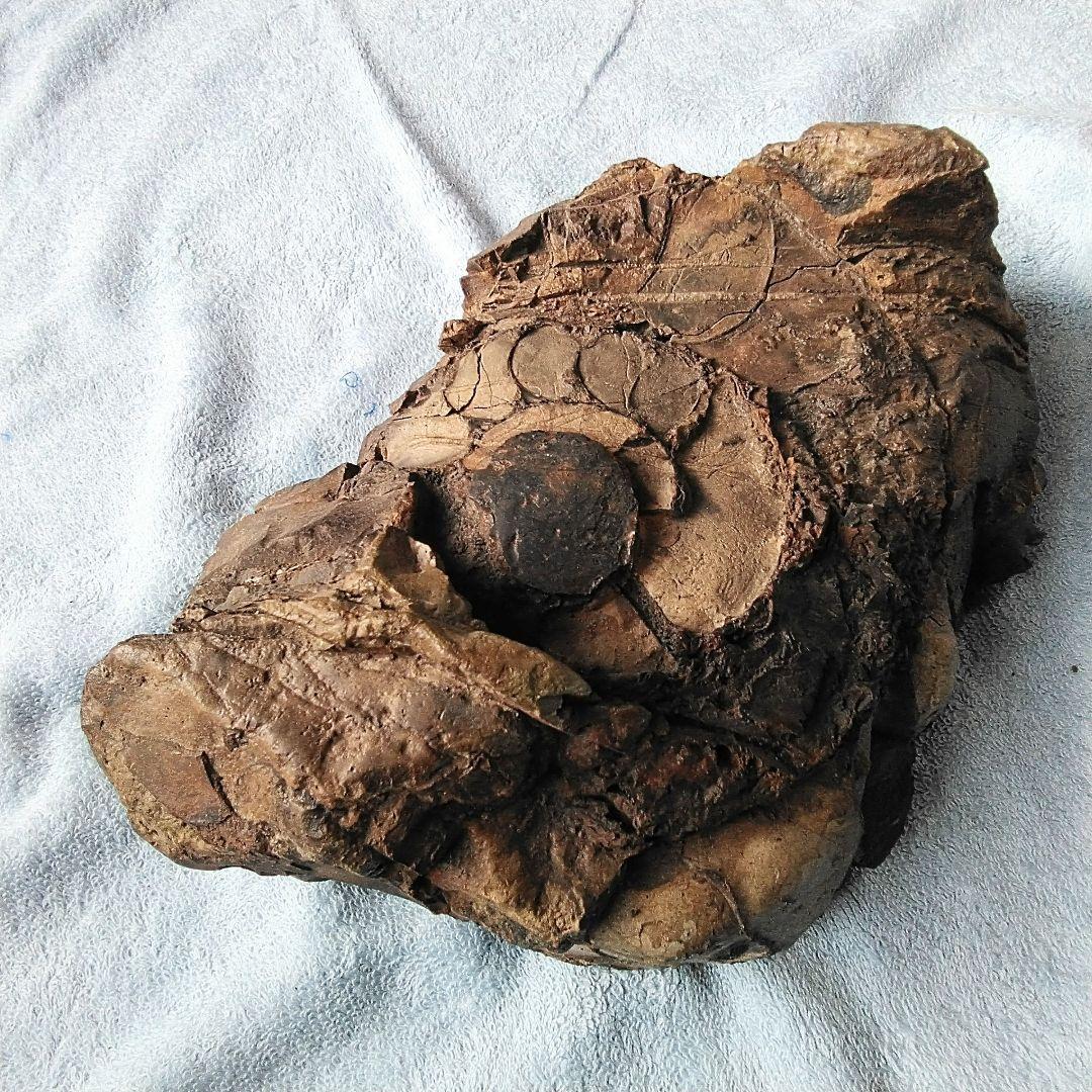 【珍しいアンモナイト化石(約４.５kg )・北海道:羽幌産:白亜紀】