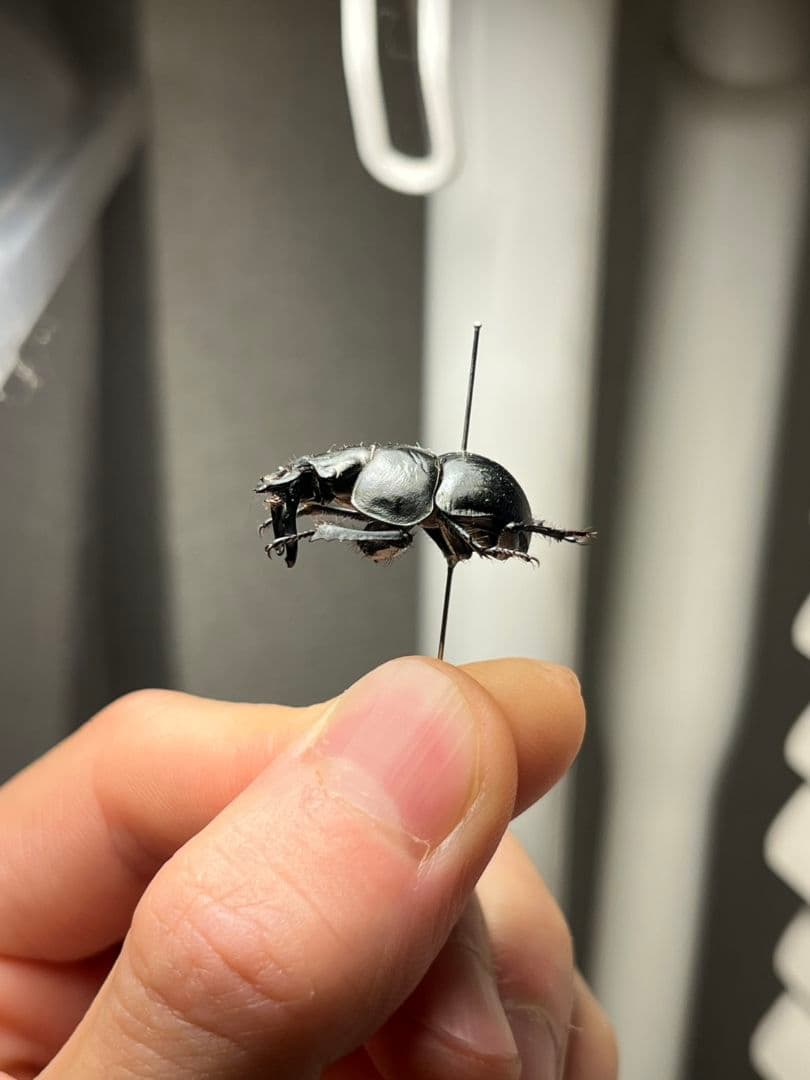 【22mm♂】オオキバセンチコガネ 昆虫標本糞虫甲虫ensifer