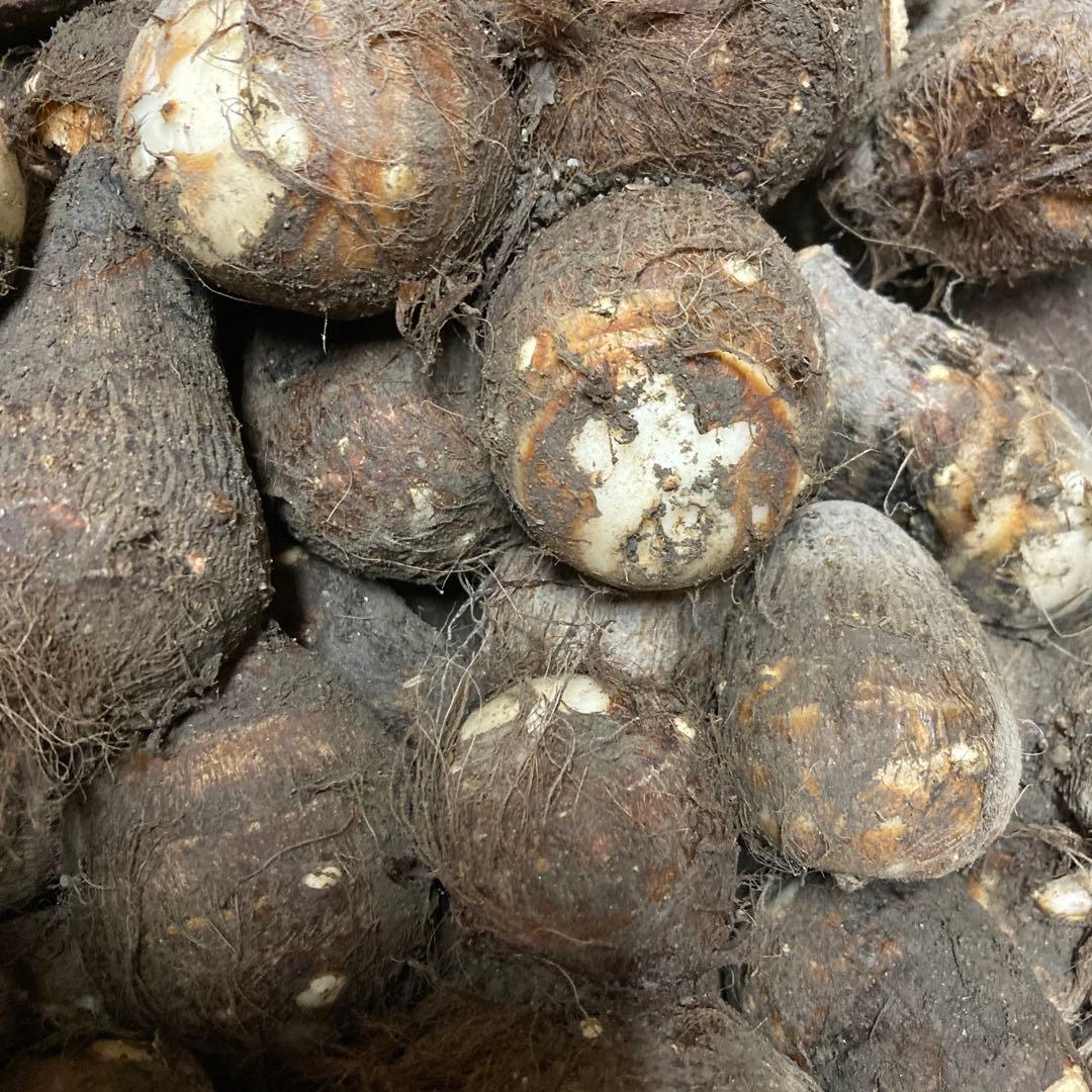 里芋（V2 ）LM20kg 専用品